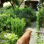 Emmahund beim Kontrollgang durch ihren Garten