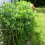 Hier wuchsen zunächst mal meine geliebten Erbsen vor dem Zaun. Später habe ich dort weitere Paprikapflanzen gesetzt. Die wurden aber nix mehr ...